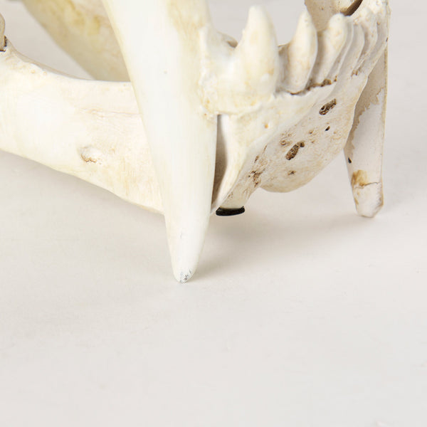 Fozzil Object Mercana Mer 57425 9