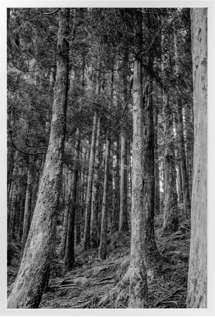 Framed-24x36-White-NoMat-Satin-Contemporary-20231129064435204