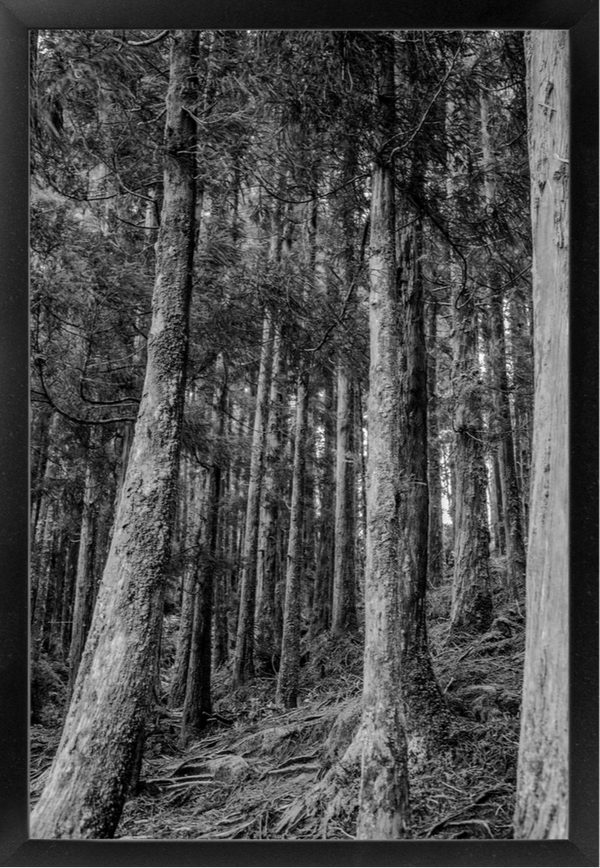 Framed-16x24-Black-NoMat-Satin-Contemporary-20231129064435204