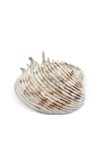 yarnnakarn oceanology channeled clam shell dish 3