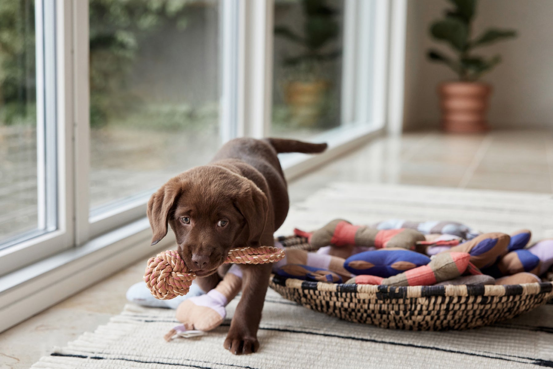 ashi dog toy caramel blue 5