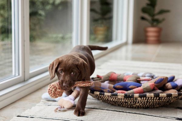 ashi dog toy caramel blue 5