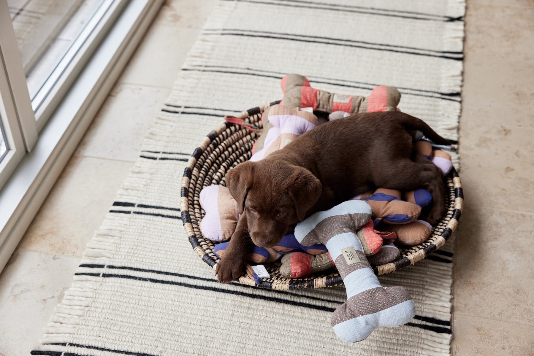 ashi dog toy caramel blue 4