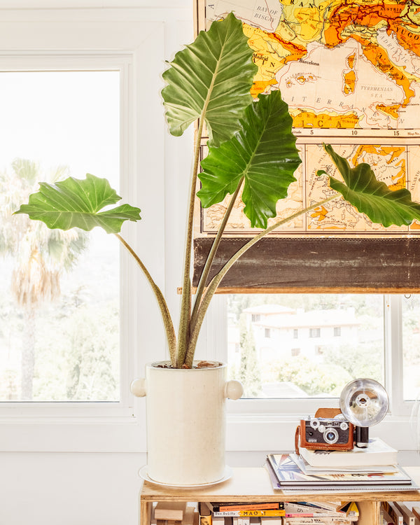 Inka Planter - Large/Offwhite
