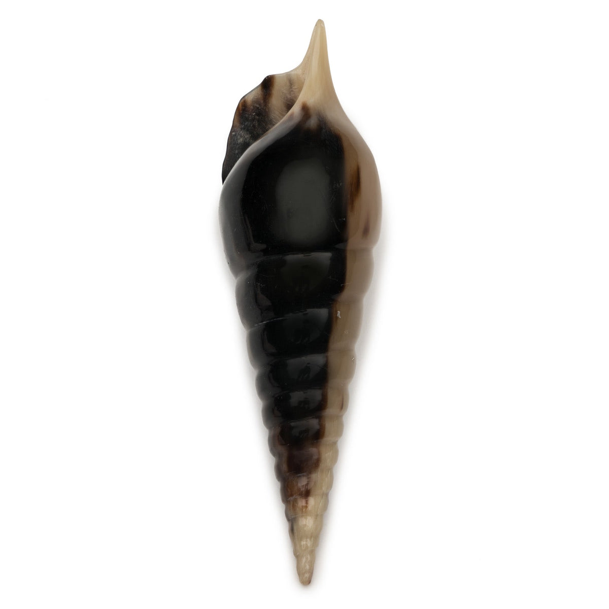 Auger Shell Objet design by Siren Song