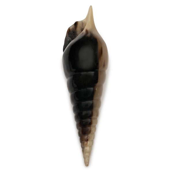 Auger Shell Objet design by Siren Song