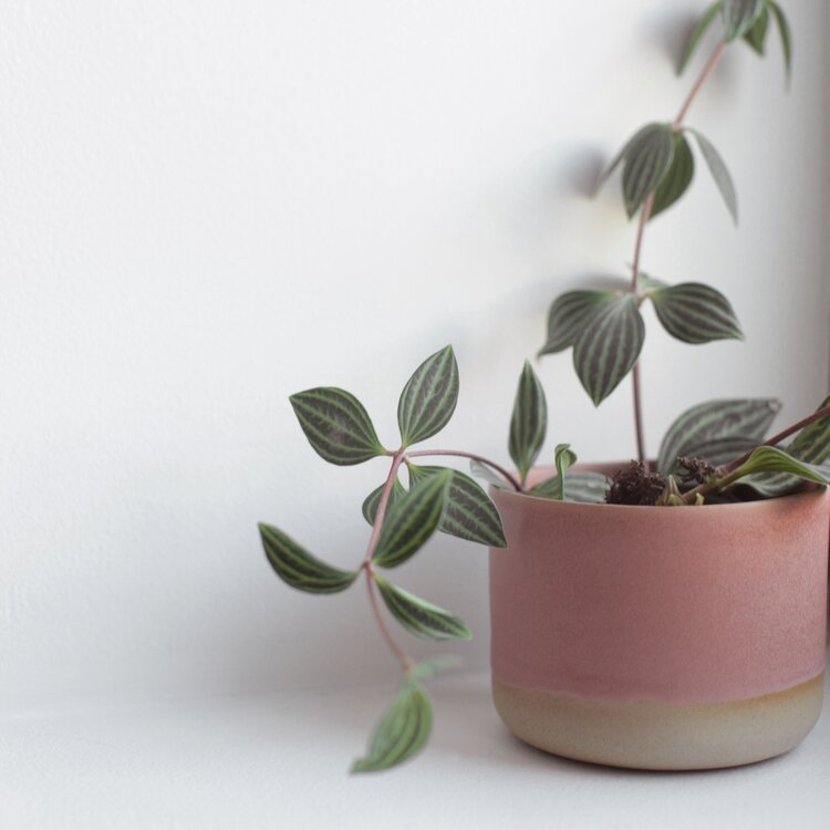 Ceramic Planter in Various Colors design by The Floral Society
