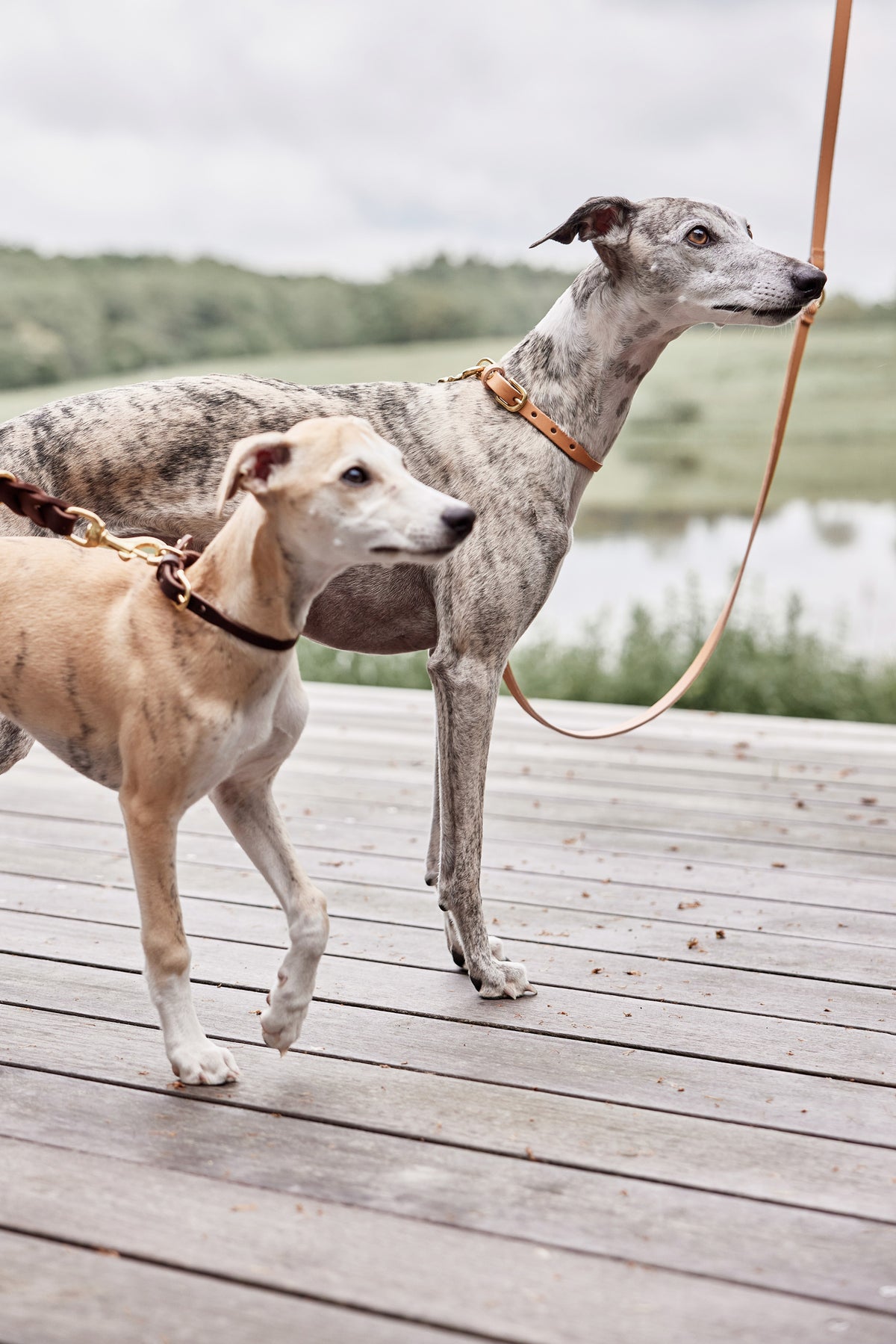 robin dog collar natural 6
