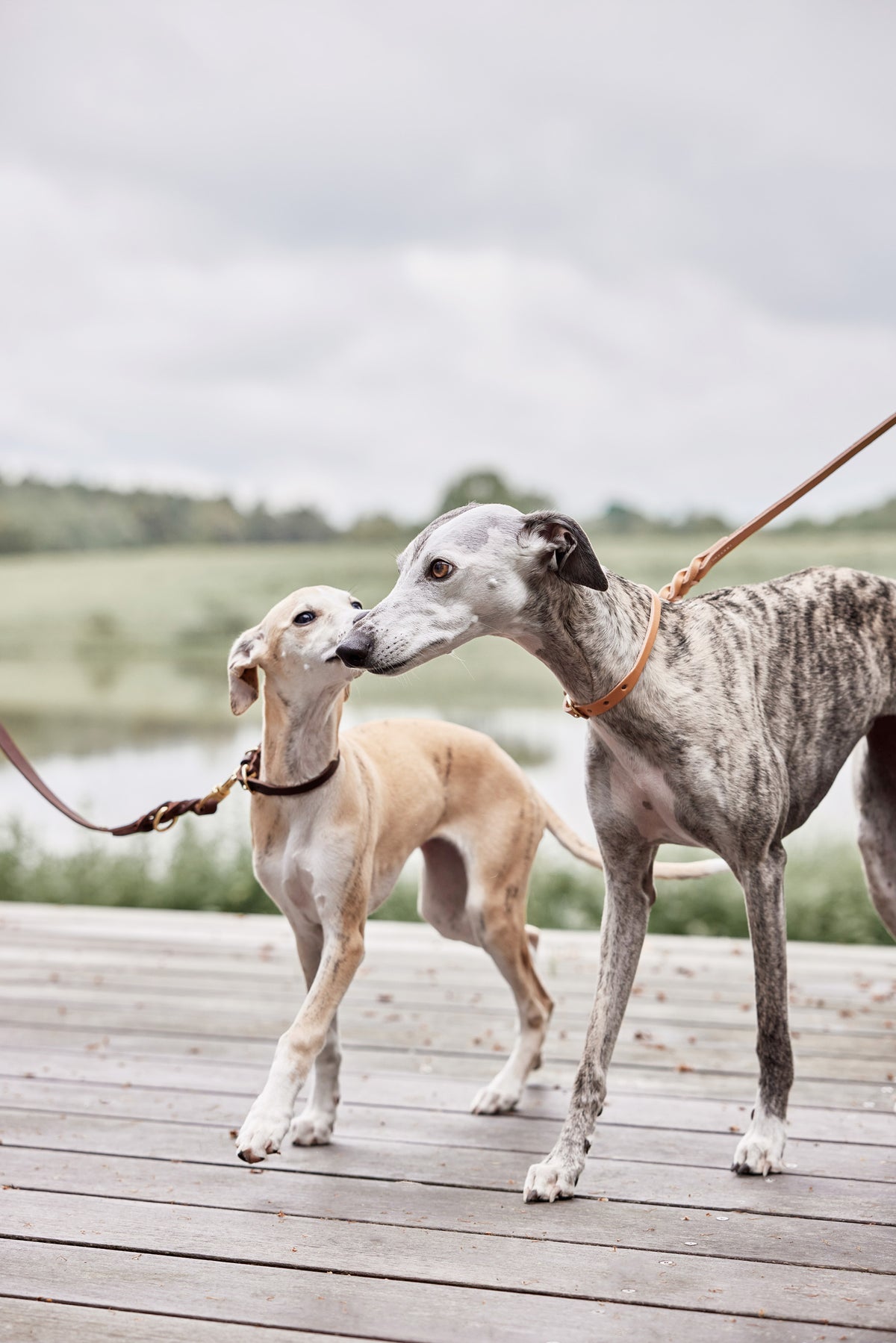 robin dog leash natural 2