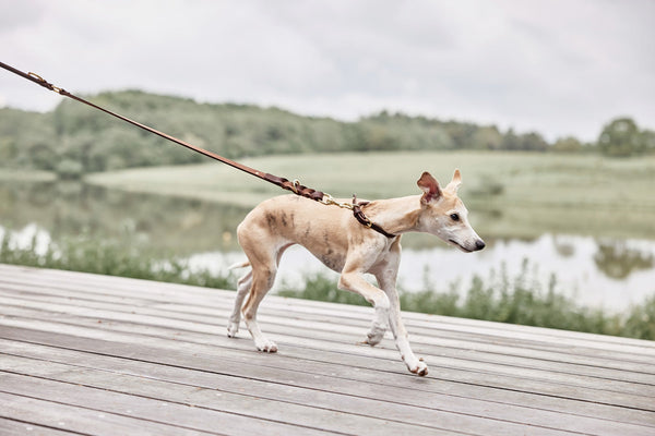 robin dog leash choko 3