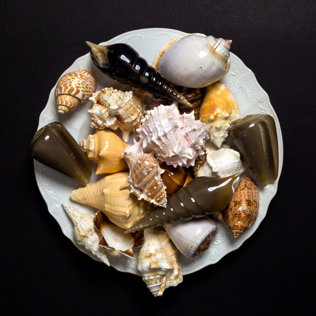 Auger Shell Objet design by Siren Song