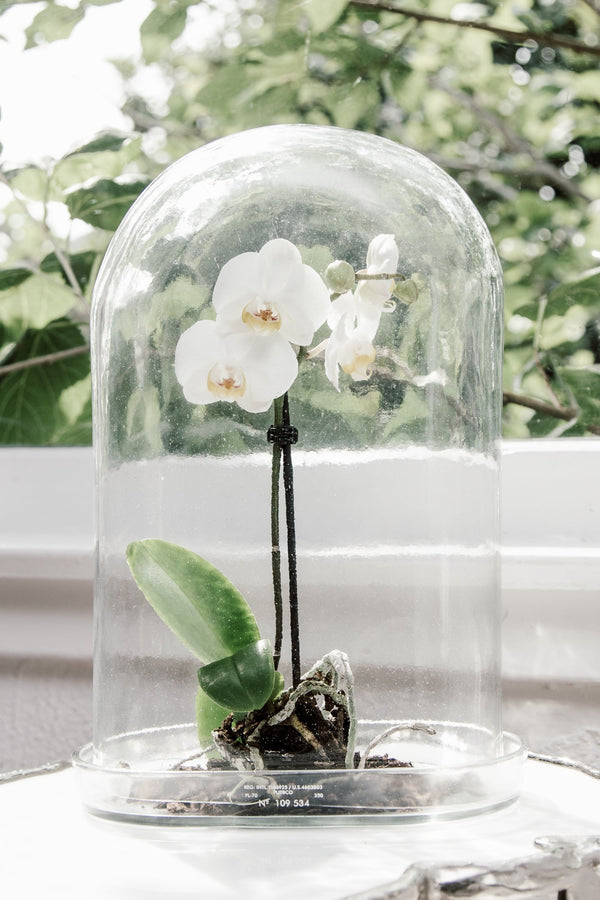 Display Glass Dome 2