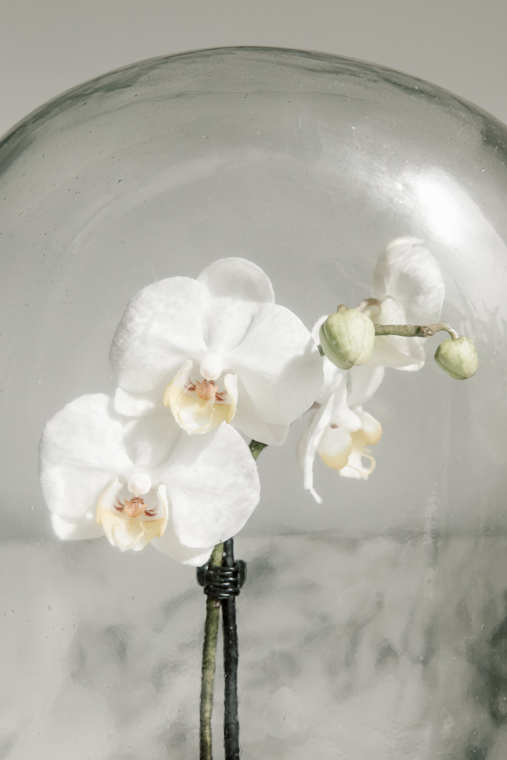 Display Glass Dome 10