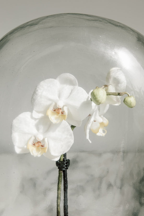 Display Glass Dome 10